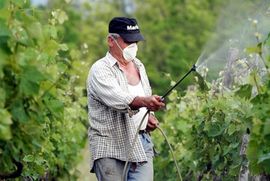 Preporuke za zaštitu vinove loze