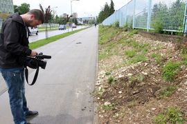Počupali sadnice jer smetaju kablovima