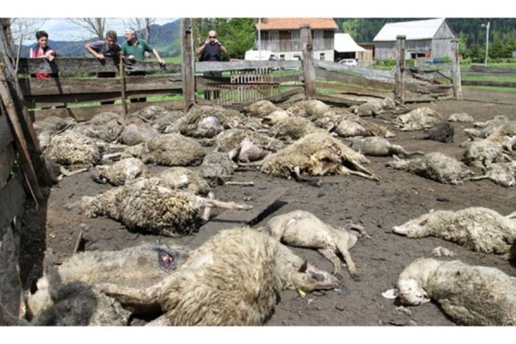 Medvjed poklao 100 ovaca