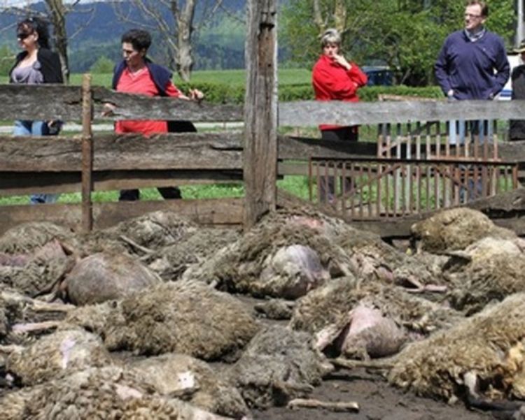 Medvjed preko noći ušao u tor i zaklao stado od 60 ovaca
