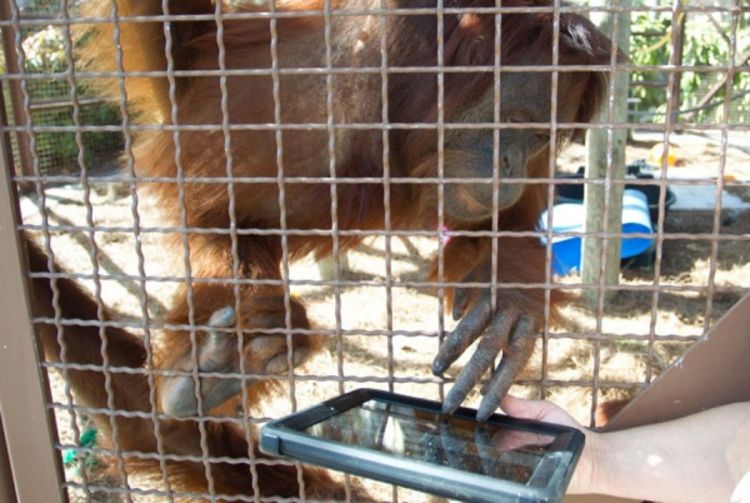 Orangutani koriste ajpedove za komunikaciju