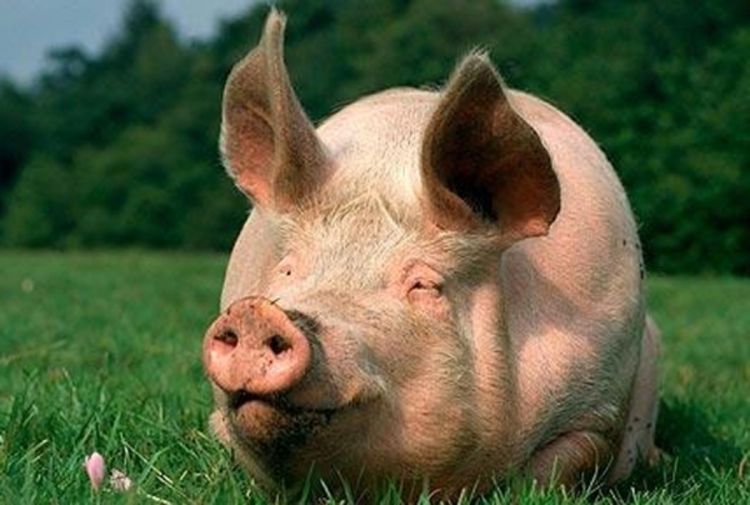 Nerast od 500 kilograma atrakcija poljoprivrednog sajma