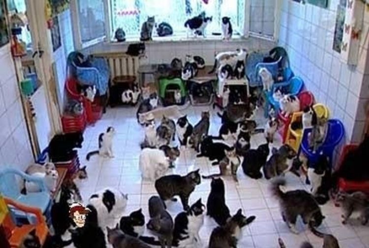 Razvod zbog 550 usvojenih mačaka