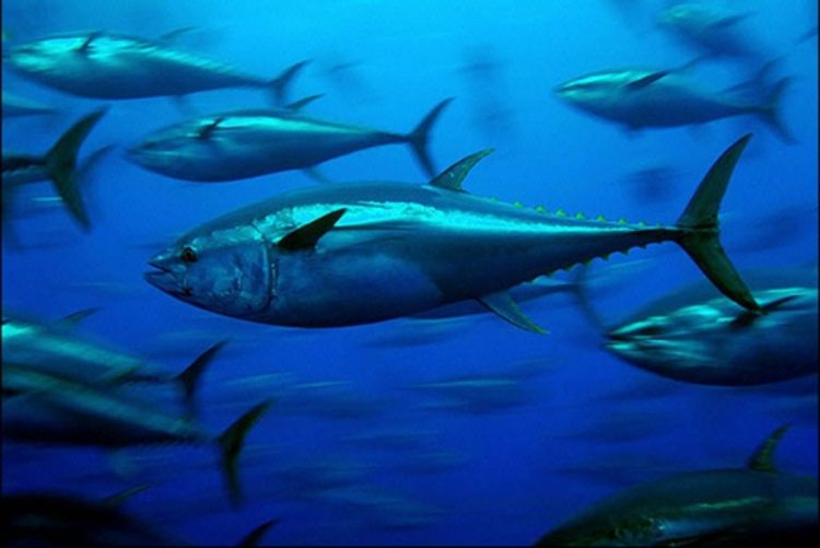 Ulovljena radioaktivna tuna