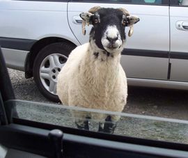 U Australiji ovce padale na automobile