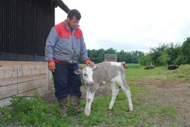 Ljubičasto tele i u selu kod Prijedora