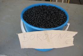 Umanjen prinos borovnice
