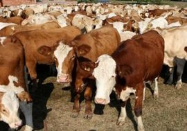 GMO trava ubija krave