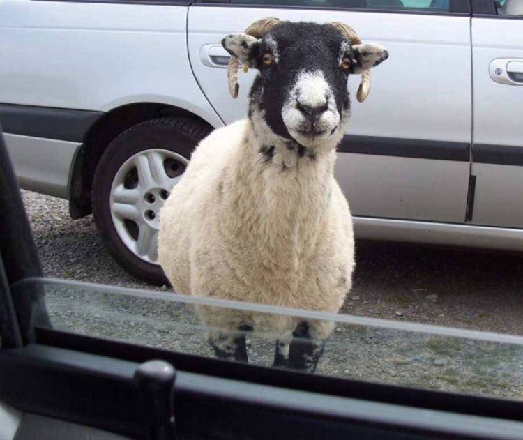 U Australiji ovce padale na automobile