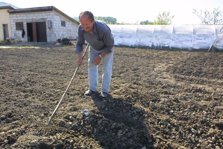 Usjevi propadaju zbog kiše