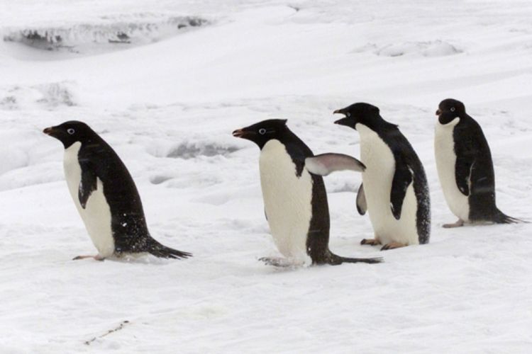 Izopačeni seks pingvina šokirao polarnog istraživača