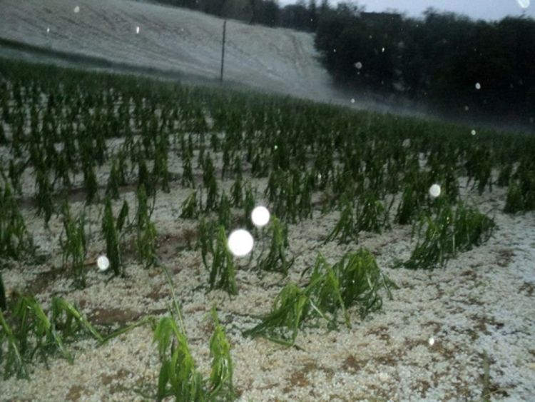 Led uništio poljoprivredne usjeve u Derventi