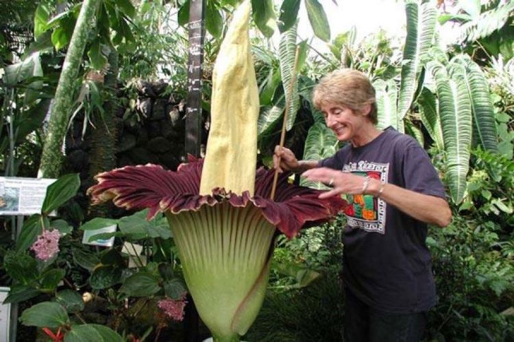 Procvjetao najsmrdljiviji cvijet na svijetu