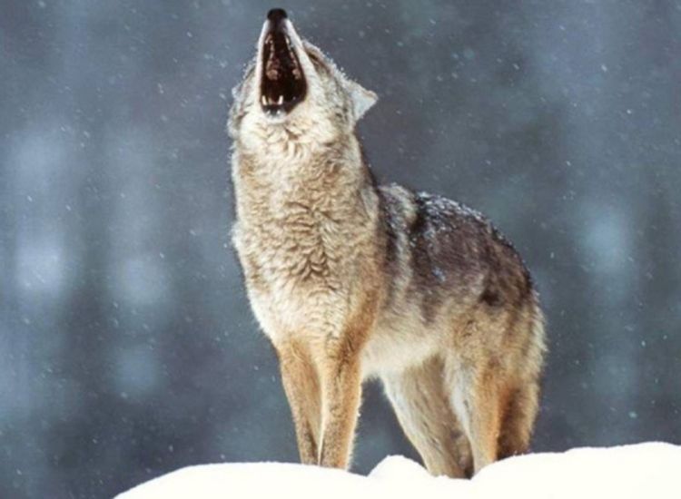 Vuk zaklao 26 ovaca kod Prnjavora