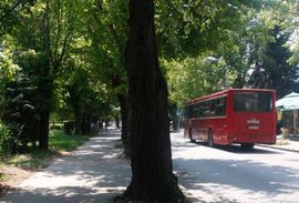 Rosulje: Građani pozvani da daju primjedbe, ali drveće će biti ...