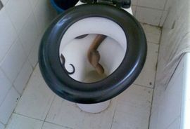U WC-šolji pronašla zmiju