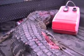 Aligator odgrizao ruku dječaku