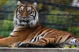 Mladića usmrtili tigrovi u ZOO vrtu u Kopenhagenu