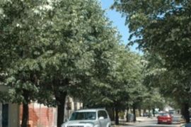 Nikšićani poručuju: Ne dirajte nam lipe