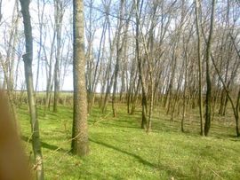Pošumljavanje se odvija po planu