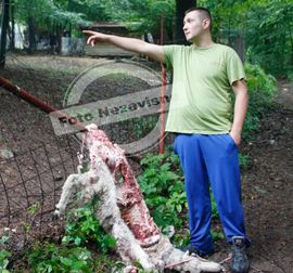 Medvjed raskomadao ovcu kod Starčevice