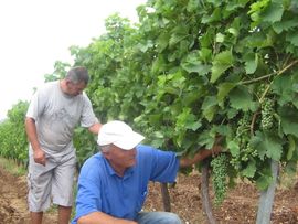 Zakupac vinograda Agrokopa želi i koncesiju