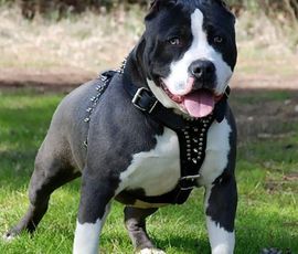 Pitbul napao djevojčicu na biciklu
