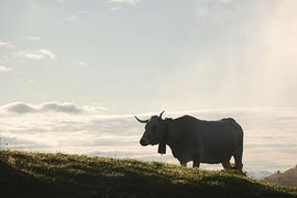 Sve rase pitomih krava potiču iz krda od 80 grla