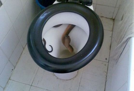 U WC-šolji pronašla zmiju
