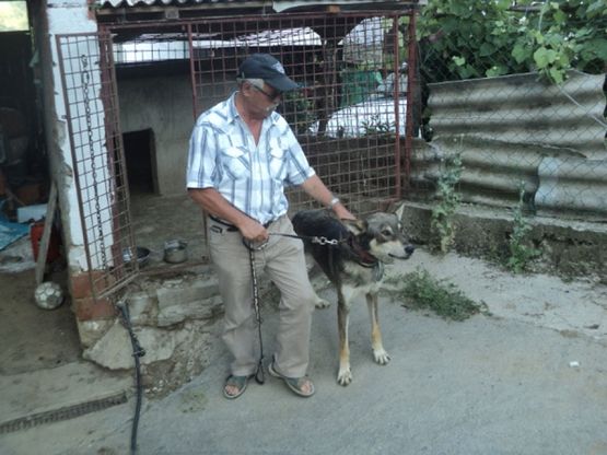 Vuka pripitomio za kućnog ljubimca