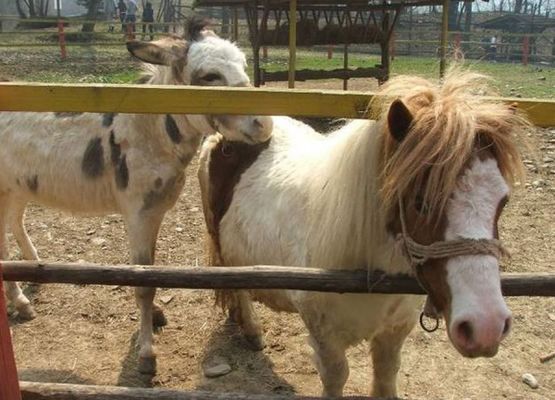 RS ostala bez jedinog Zoo vrta