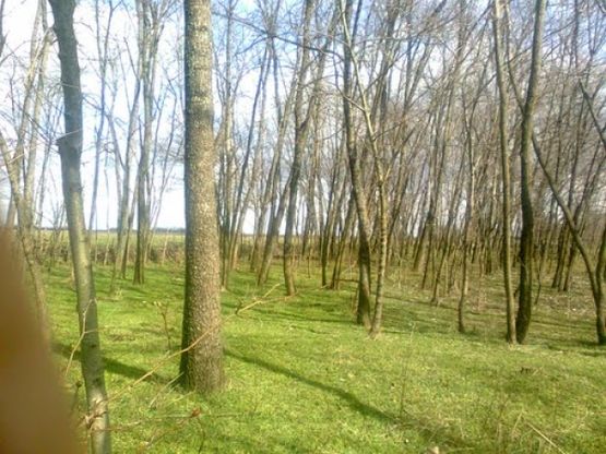 Pošumljavanje se odvija po planu