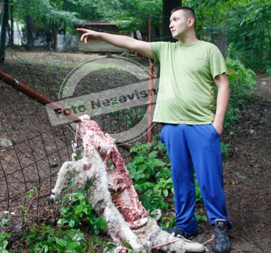 Medvjed raskomadao ovcu kod Starčevice