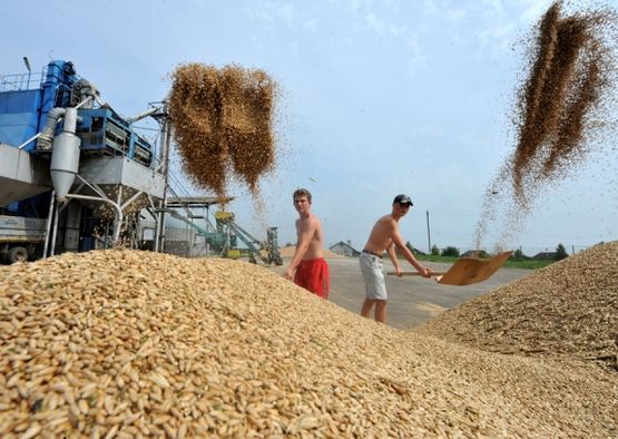 Srbija će imati dovoljno hrane i pored suše