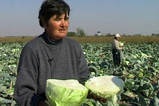 Futoški kupus dobija sertifikat o porijeklu