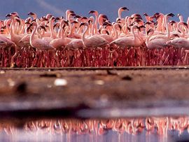 Beri Vajt razbuktava strasti ružičastih flamingosa?