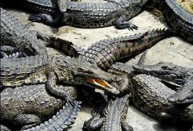  Brazilski narkodiler Lakost mučio protivnike krokodilima