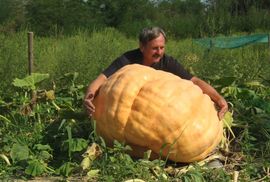 Bundeva od 200 kilograma u bašti Boro Sekulić iz Lužana