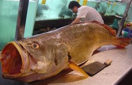 Za ribu od 80 kg dobio 300.000 funti