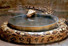 Albanac šetao pitona po plaži