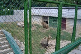 Ivanišević: Pionirska dolina ne ispunjava uslove za ZOO