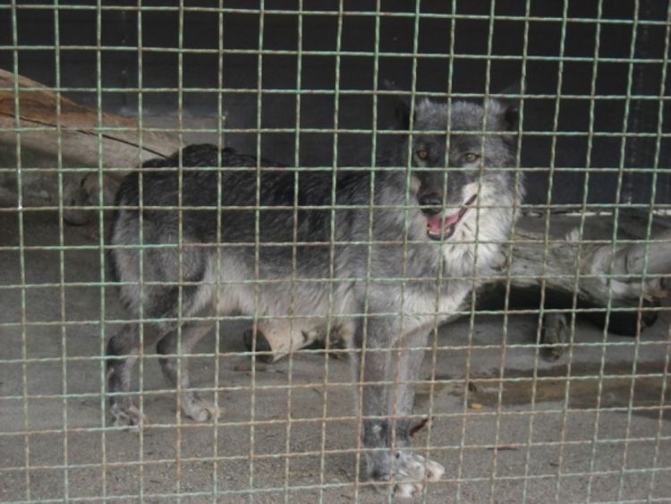 Sarajevski zoološki vrt apeluje za opstanak zoo-vrta u Banjaluci
