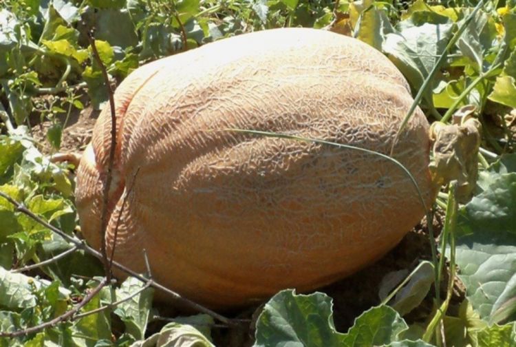 Uzgojio dinju tešku 14,5 kilograma