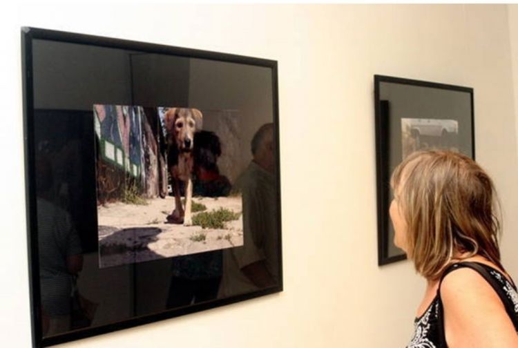 Otvorena izložba fotografija Psi koji vole Zenicu