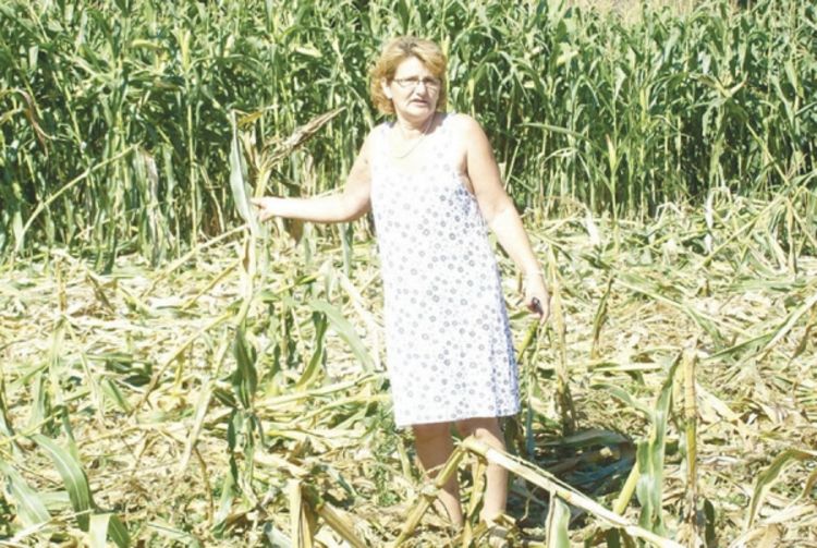 Kozarska Dubica: Svinje iz Hrvatske brste kukuruz