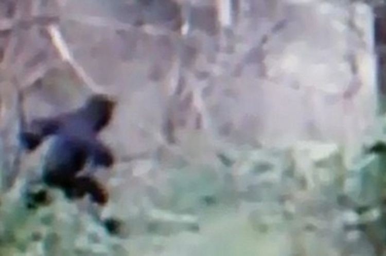 Pogledajte snimak misterioznog bića iz Ohaja: Da li je ovo Bigfut?