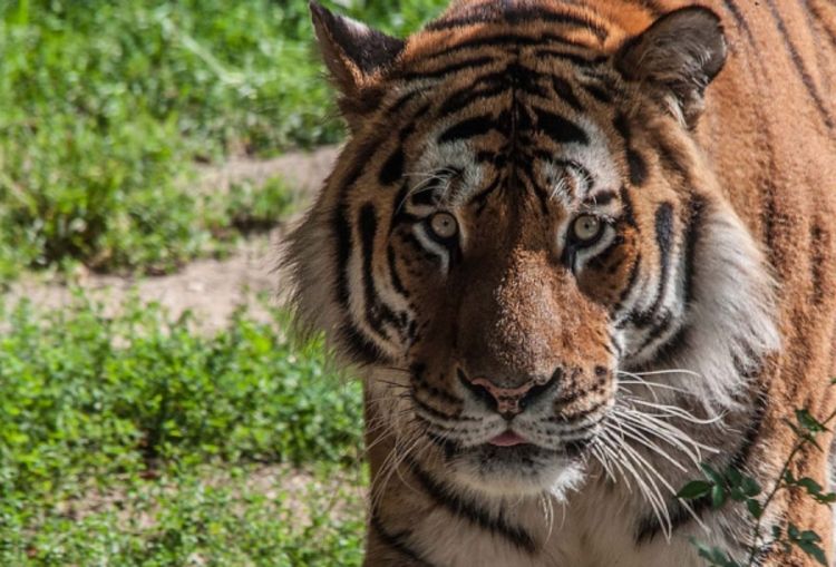 Tigar usmrtio čuvarku u Zoo vrtu