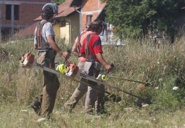 Poziv građanima da se uključe u uništavanje ambrozije