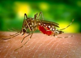 Tri osobe preminule od posljedica virusa Zapadnog Nila u Srbiji