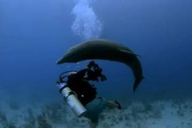 Delfin htio silovati ronioca